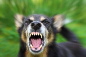 Colorado Springs Dog Bite Attorney